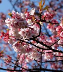 灿烂盛开的樱花图片组图6