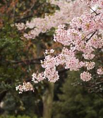 灿烂盛开的樱花图片组图9