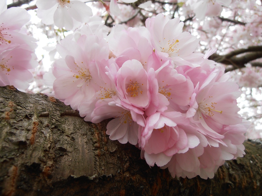 灿烂盛开的樱花图片图片