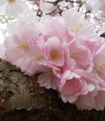 灿烂盛开的樱花图片组图5