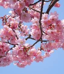 灿烂盛开的樱花图片组图10