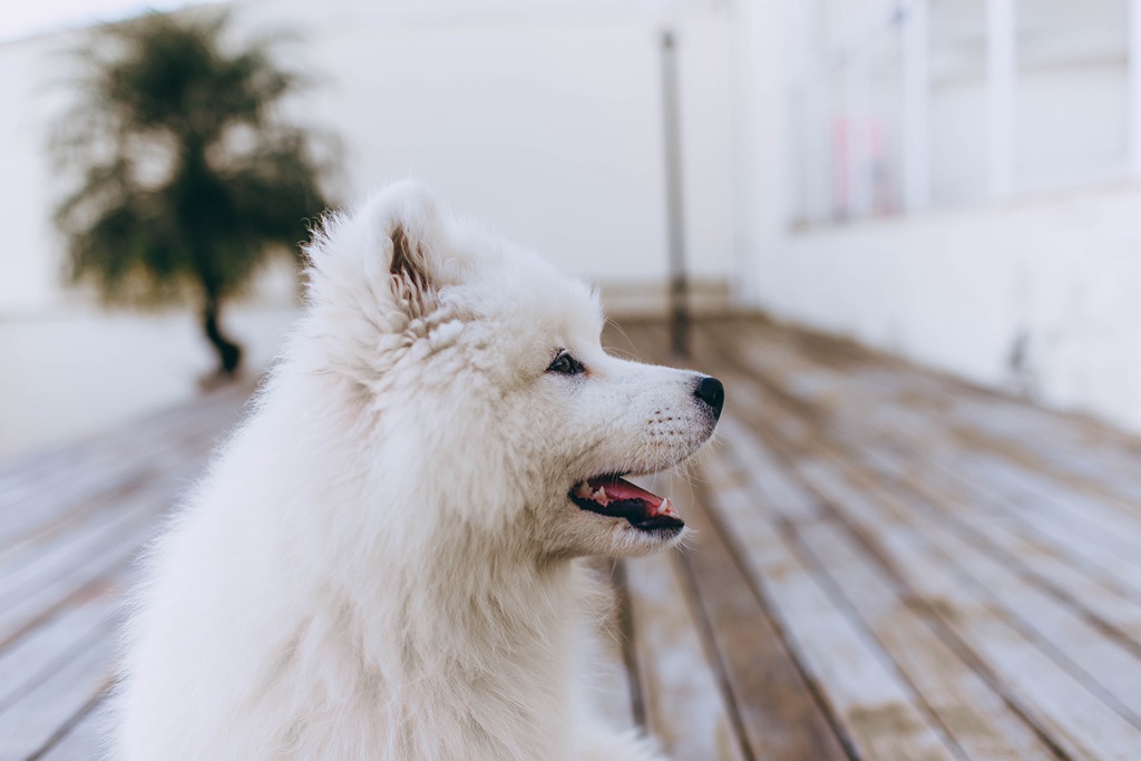 狐狸犬家族的一员 可爱白色毛发的萨摩耶狗狗摄影图片图片