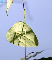 草质藤本植物粪箕笃的藤，叶，果实真实户外摄影图片组图1