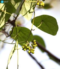 草质藤本植物粪箕笃的藤，叶，果实真实户外摄影图片组图3