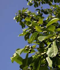 枝繁叶茂，果实累累的高大乔木硬皮榕户外真实摄影图片组图1