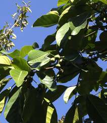 枝繁叶茂，果实累累的高大乔木硬皮榕户外真实摄影图片组图3