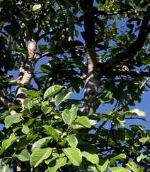 枝繁叶茂，果实累累的高大乔木硬皮榕户外真实摄影图片组图5