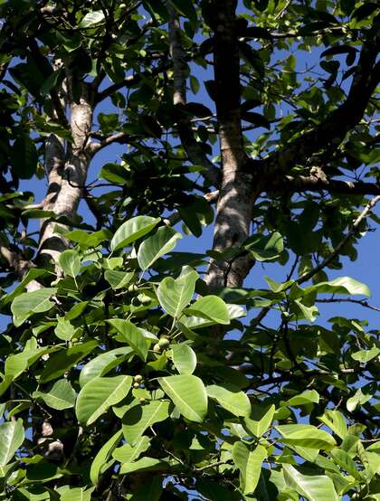 枝繁叶茂，果实累累的高大乔木硬皮榕户外真实摄影图片