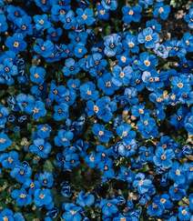 开着浅蓝色小花，代表浪漫，我爱你的勿忘我唯美户外摄影美图组图5