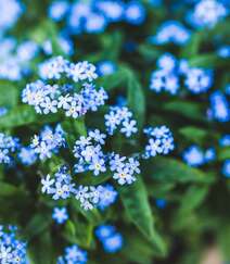 开着浅蓝色小花，代表浪漫，我爱你的勿忘我唯美户外摄影美图组图3