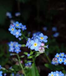 开着浅蓝色小花，代表浪漫，我爱你的勿忘我唯美户外摄影美图