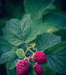儿时的记忆，童年的味道，野果山莓（树莓）植物及果实图片组图3