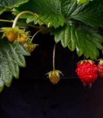 儿时的记忆，童年的味道，野果山莓（树莓）植物及果实图片组图2