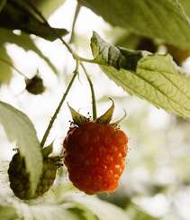 儿时的记忆，童年的味道，野果山莓（树莓）植物及果实图片组图4