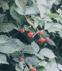 儿时的记忆，童年的味道，野果山莓（树莓）植物及果实图片组图6