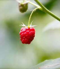 儿时的记忆，童年的味道，野果山莓（树莓）植物及果实图片组图5