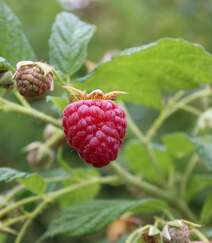 儿时的记忆，童年的味道，野果山莓（树莓）植物及果实图片组图7