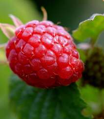 儿时的记忆，童年的味道，野果山莓（树莓）植物及果实图片组图11