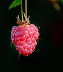 儿时的记忆，童年的味道，野果山莓（树莓）植物及果实图片组图10