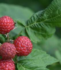 儿时的记忆，童年的味道，野果山莓（树莓）植物及果实图片组图9