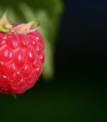 儿时的记忆，童年的味道，野果山莓（树莓）植物及果实图片组图8