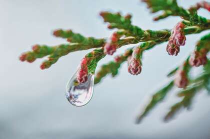 树 枝杈 树枝 雨滴 露水 大自然植物特写桌面壁纸图片