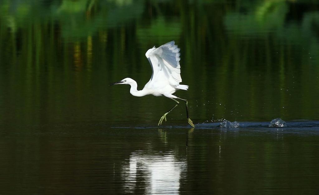 荷花池州戏水的一对白鹭图片图片