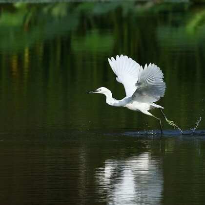 荷花池州戏水的一对白鹭图片