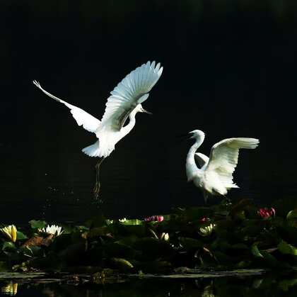 荷花池州戏水的一对白鹭图片