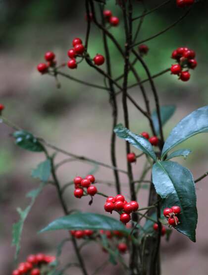 雪下红植物，叶子，果实高清真实摄影图片