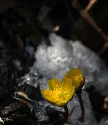 生山坡草地或林下的侧金盏花唯美黄色花朵高清真实摄影图片组图1