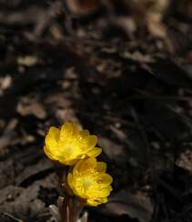生山坡草地或林下的侧金盏花唯美黄色花朵高清真实摄影图片组图6
