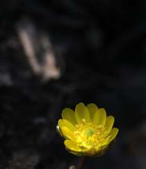 生山坡草地或林下的侧金盏花唯美黄色花朵高清真实摄影图片组图4