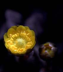 生山坡草地或林下的侧金盏花唯美黄色花朵高清真实摄影图片组图5