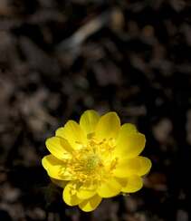 生山坡草地或林下的侧金盏花唯美黄色花朵高清真实摄影图片