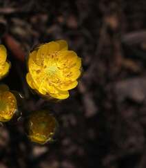 生山坡草地或林下的侧金盏花唯美黄色花朵高清真实摄影图片组图10