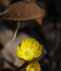 生山坡草地或林下的侧金盏花唯美黄色花朵高清真实摄影图片组图11