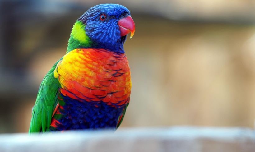羽毛艳丽，颜色多彩宛如彩虹的彩虹鹦鹉图片图片