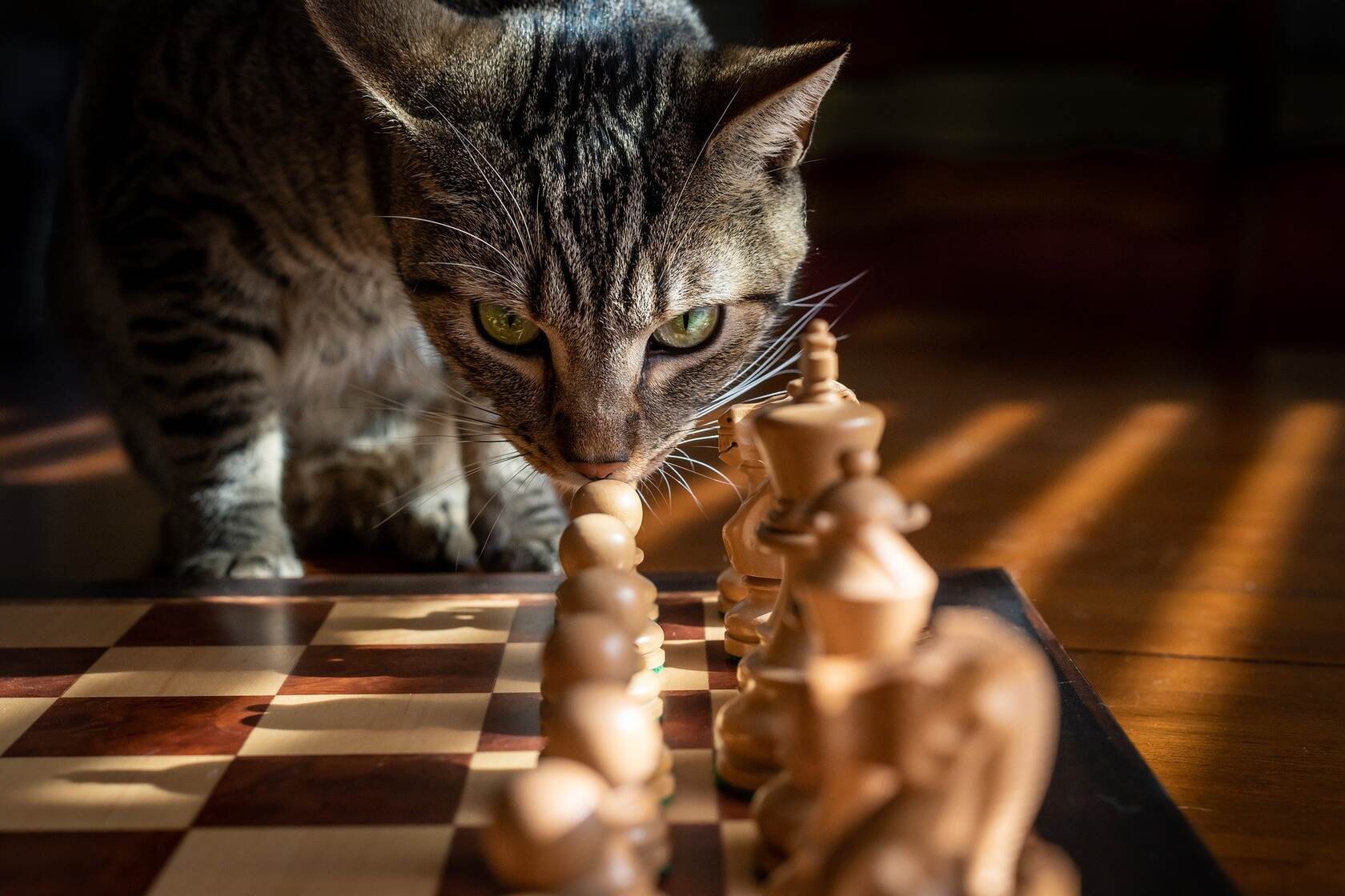 敢对眼吗？来自一只虎斑猫的凝视，国际象棋上的猫壁纸图片第1张图片