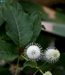 风箱树（假杨梅、水杨梅、珠花树梅））高清植物摄影图片组图3
