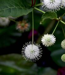 风箱树（假杨梅、水杨梅、珠花树梅））高清植物摄影图片组图7