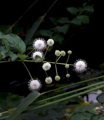 风箱树（假杨梅、水杨梅、珠花树梅））高清植物摄影图片组图6