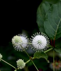 风箱树（假杨梅、水杨梅、珠花树梅））高清植物摄影图片组图8