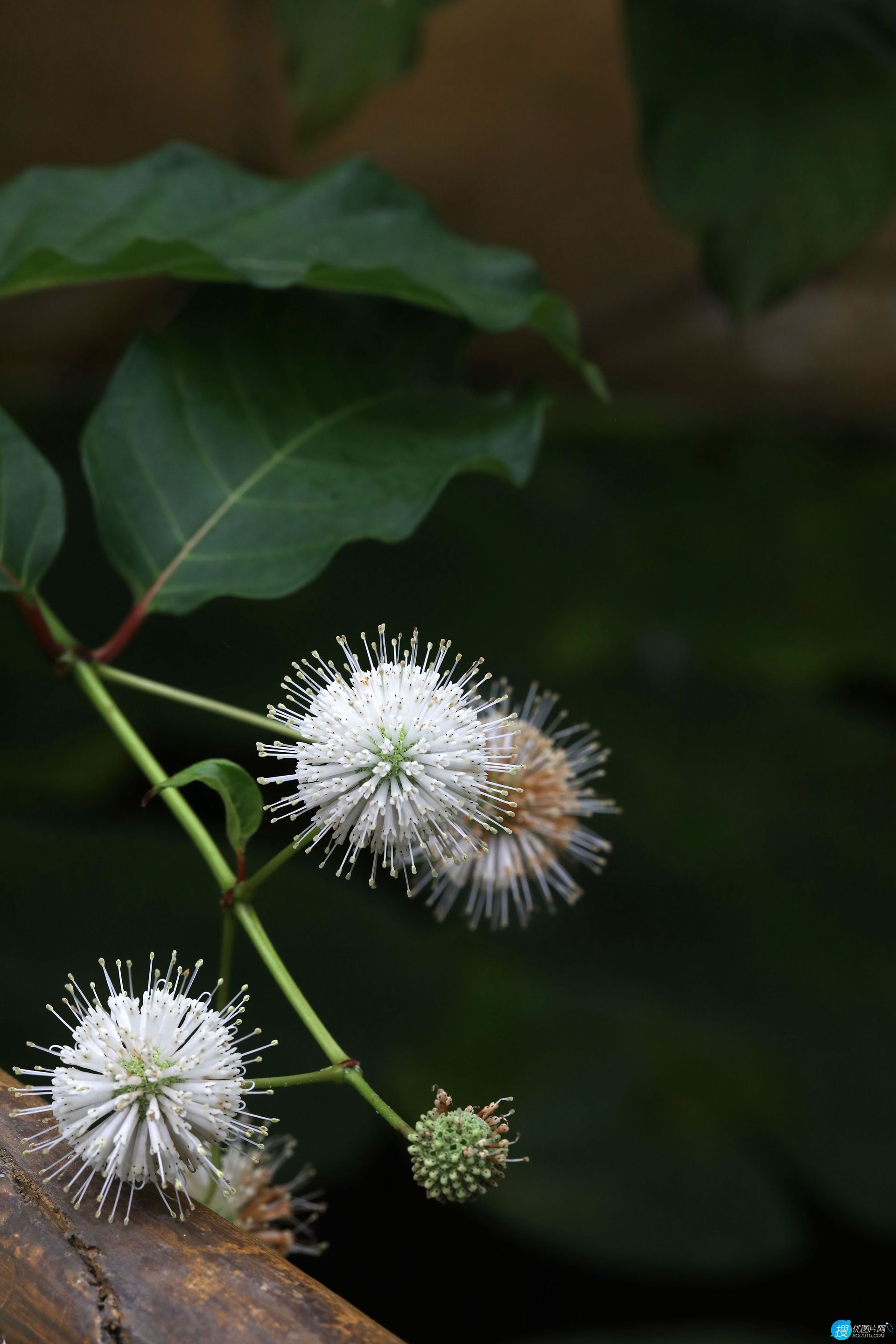 风箱树（假杨梅、水杨梅、珠花树梅））高清植物摄影图片图片