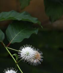 风箱树（假杨梅、水杨梅、珠花树梅））高清植物摄影图片组图4