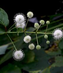 风箱树（假杨梅、水杨梅、珠花树梅））高清植物摄影图片组图5