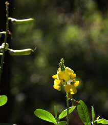 黄色可爱花瓣的吊裙草花朵，枝叶高清户外真实摄影图片组图3