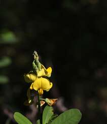 黄色可爱花瓣的吊裙草花朵，枝叶高清户外真实摄影图片组图4
