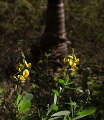 黄色可爱花瓣的吊裙草花朵，枝叶高清户外真实摄影图片组图6