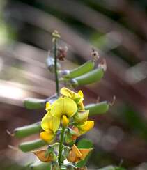 黄色可爱花瓣的吊裙草花朵，枝叶高清户外真实摄影图片组图5